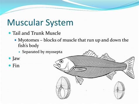 Fish Meaning, Characteristics & Muscular System .